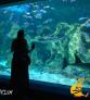 Galeria NZEGA Imagens Australia Sydney Aquarium