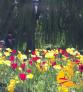 Galeria NZEGA Imagens Nova Zelandia Christchurch Botanical Gardens