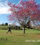 Galeria NZEGA Imagens Nova Zelandia Hamilton